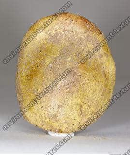 Photo Texture of Mushroom 0021